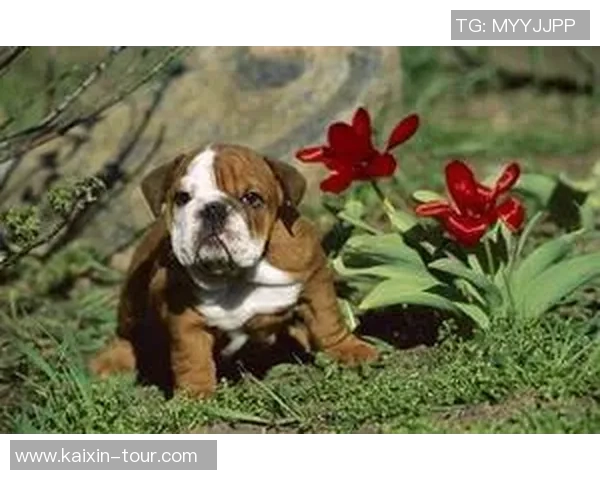 巴黎盛况空前世界斗牛犬大赛引领全球爱犬人士热潮